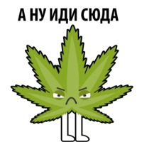 Без смысла и мозгов