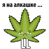 Без смысла и мозгов