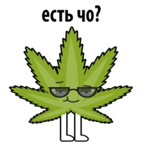 Без смысла и мозгов