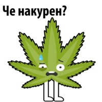 Без смысла и мозгов