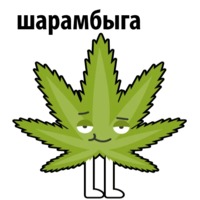 Без смысла и мозгов
