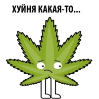 Без смысла и мозгов