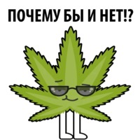 Без смысла и мозгов
