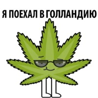 Без смысла и мозгов