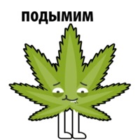 Без смысла и мозгов