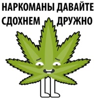 Без смысла и мозгов