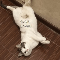 Кот Яков