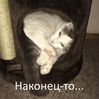 Кот Яков