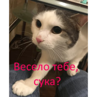 Кот Яков