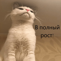 Кот Яков