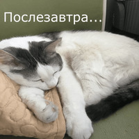 Кот Яков