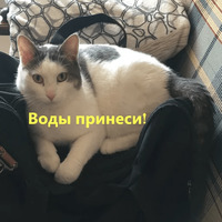 Кот Яков