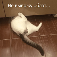 Кот Яков