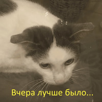 Кот Яков