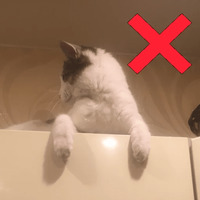Кот Яков