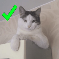 Кот Яков