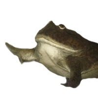 Жабки