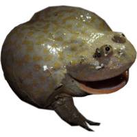Жабки