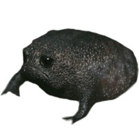 Жабки