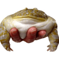 Жабки