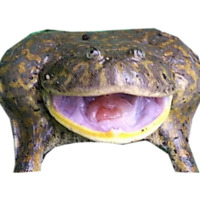 Жабки