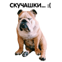 Жора бульдог