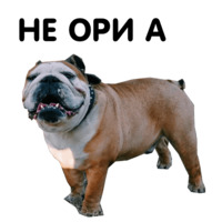 Жора бульдог