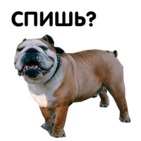 Жора бульдог