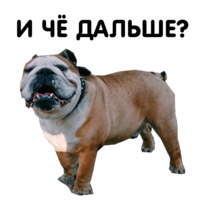 Жора бульдог