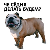 Жора бульдог