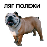 Жора бульдог