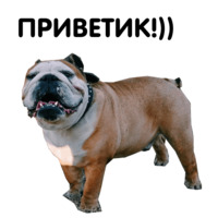 Жора бульдог