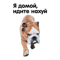 Жора бульдог