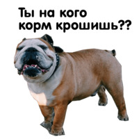 Жора бульдог