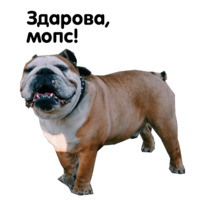 Жора бульдог