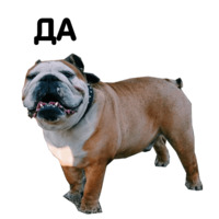 Жора бульдог