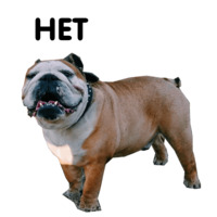 Жора бульдог