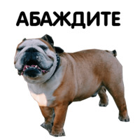 Жора бульдог