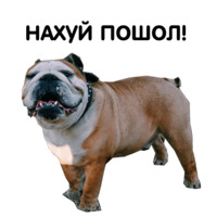 Жора бульдог