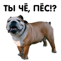 Жора бульдог